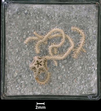 Media type: image;   Invertebrate Zoology OPH-1285 Aspect: container